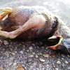 day of the dead baby birds 1
