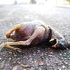 day of the dead baby birds 3