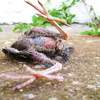 day of the dead baby birds 4