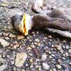 day of the dead baby birds 5