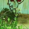 weeds paint