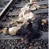 train kill bear in cali