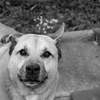 this dog wanted me dead