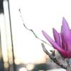 flower at dusk