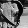 mule