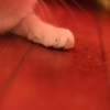 paw