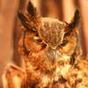 owl at ands