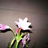 flower and flash