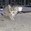 feral bug-eyed cuteness