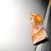 moth