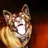 bark; no bite
