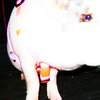 petunia, the wee jovial porcine poke-about