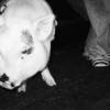 piglet and shoe