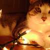 seeka on lights