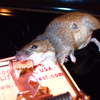 mouse pushed luck