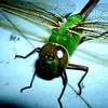 immense dragon fly