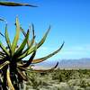 sharp desert plant