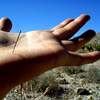 rachels desert splinter