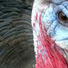 turkey face