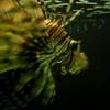 lion fish
