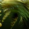 flailing lion fish
