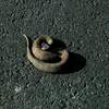 pissed off water viper