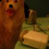pup, power source.