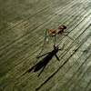 the bug that bit me