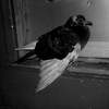 good as gone, this tiny breathing bird