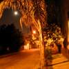 Moon with palm