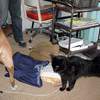 Cat, dogbutt & artist leg.