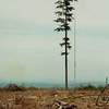 Forest policy