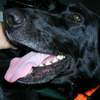 jackson, the happiest fucking dog that ever lived