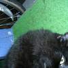 Oin writhing on astroturf