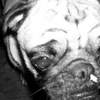 jeff, super cancer dog extrordinaire