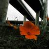 overpass with flower