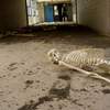 rachel with skeleton