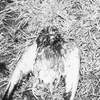 Bad day for pigeon.
