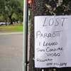 wheres pogo?