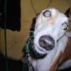 gracie the greyhound.