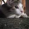 seeka