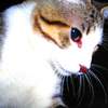 seeka mao