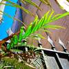 alley, fence, sky, fern.