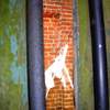 yard thru bars