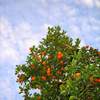 fruit and dawn