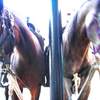 arabians parked in front of the rbar